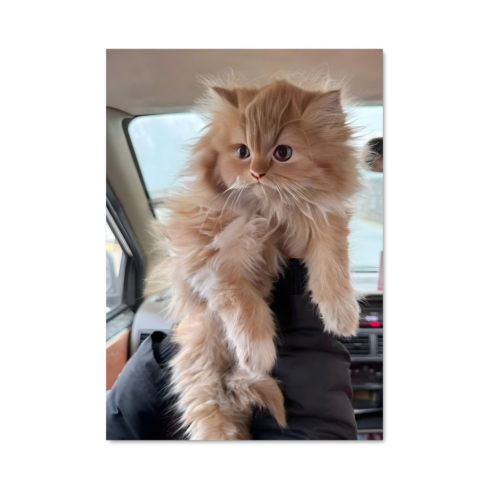 Poster Chat à la Conduite