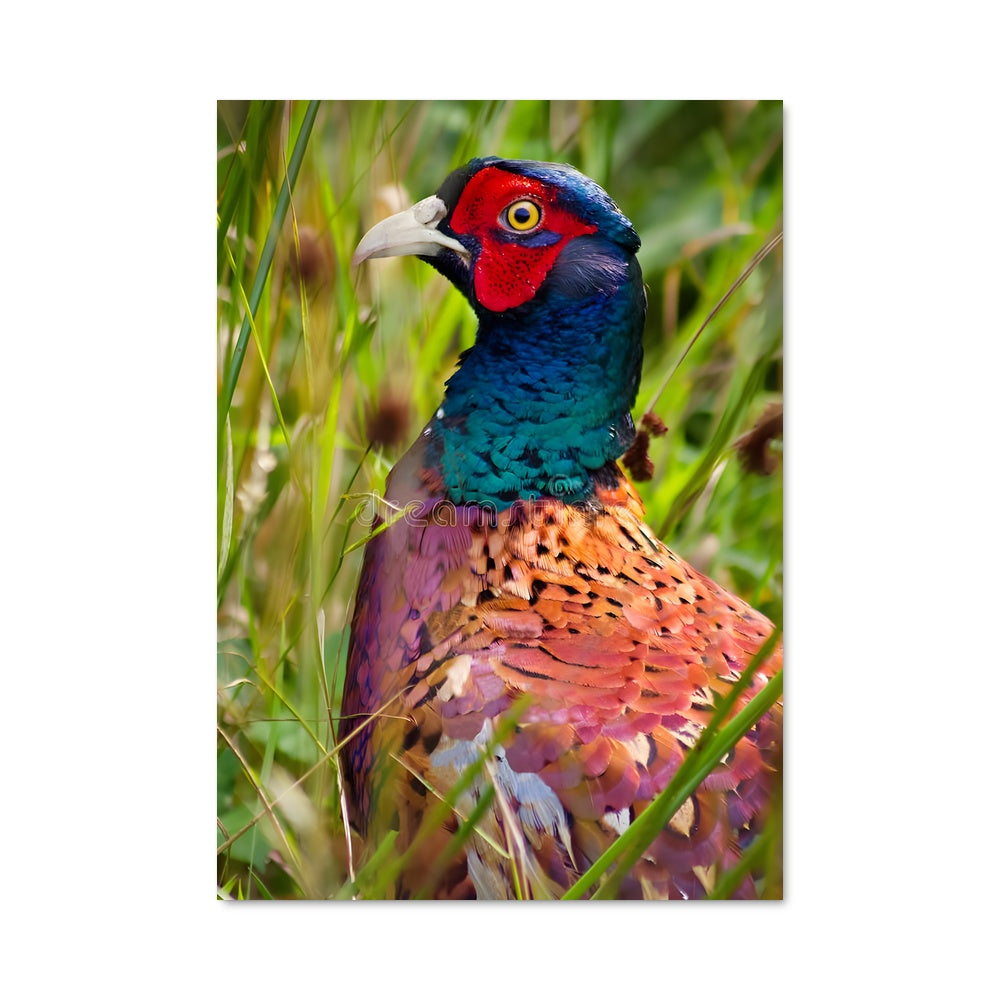 Poster Oiseau Coloré