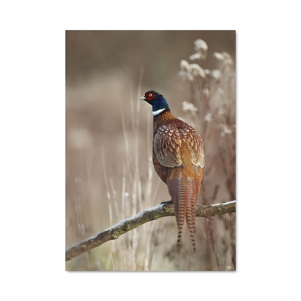 Poster Le Faisan Poétique