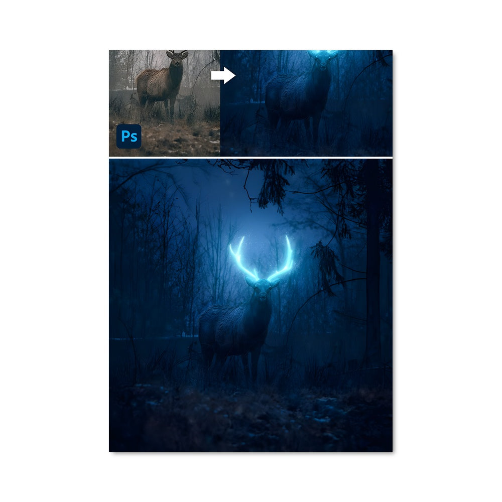 Poster Échos de la Forêt