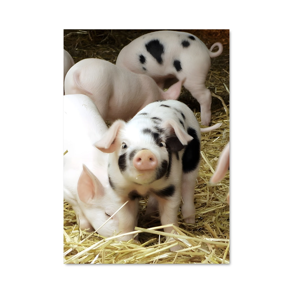 Poster Les Petits Cochons