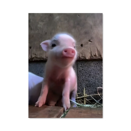Poster Cochon Chillin'