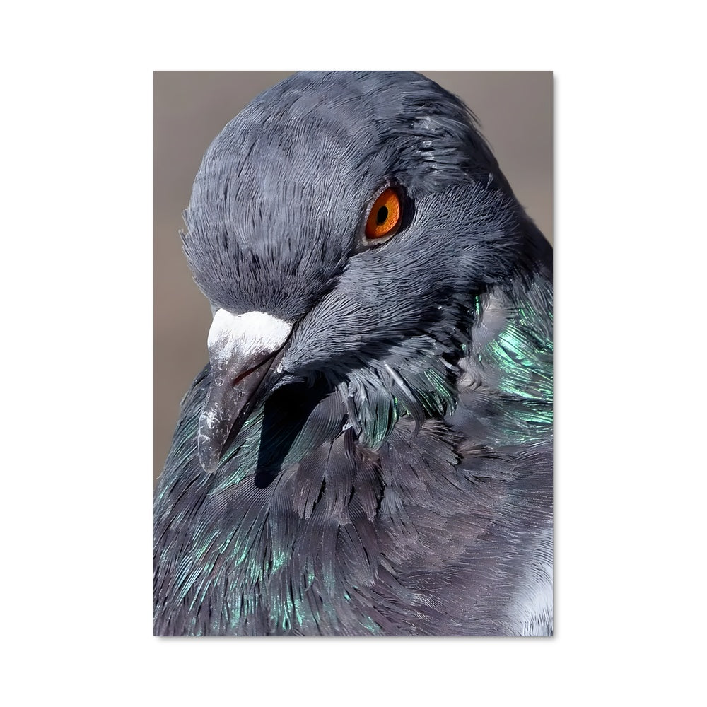 Poster Oeil de Pigeon