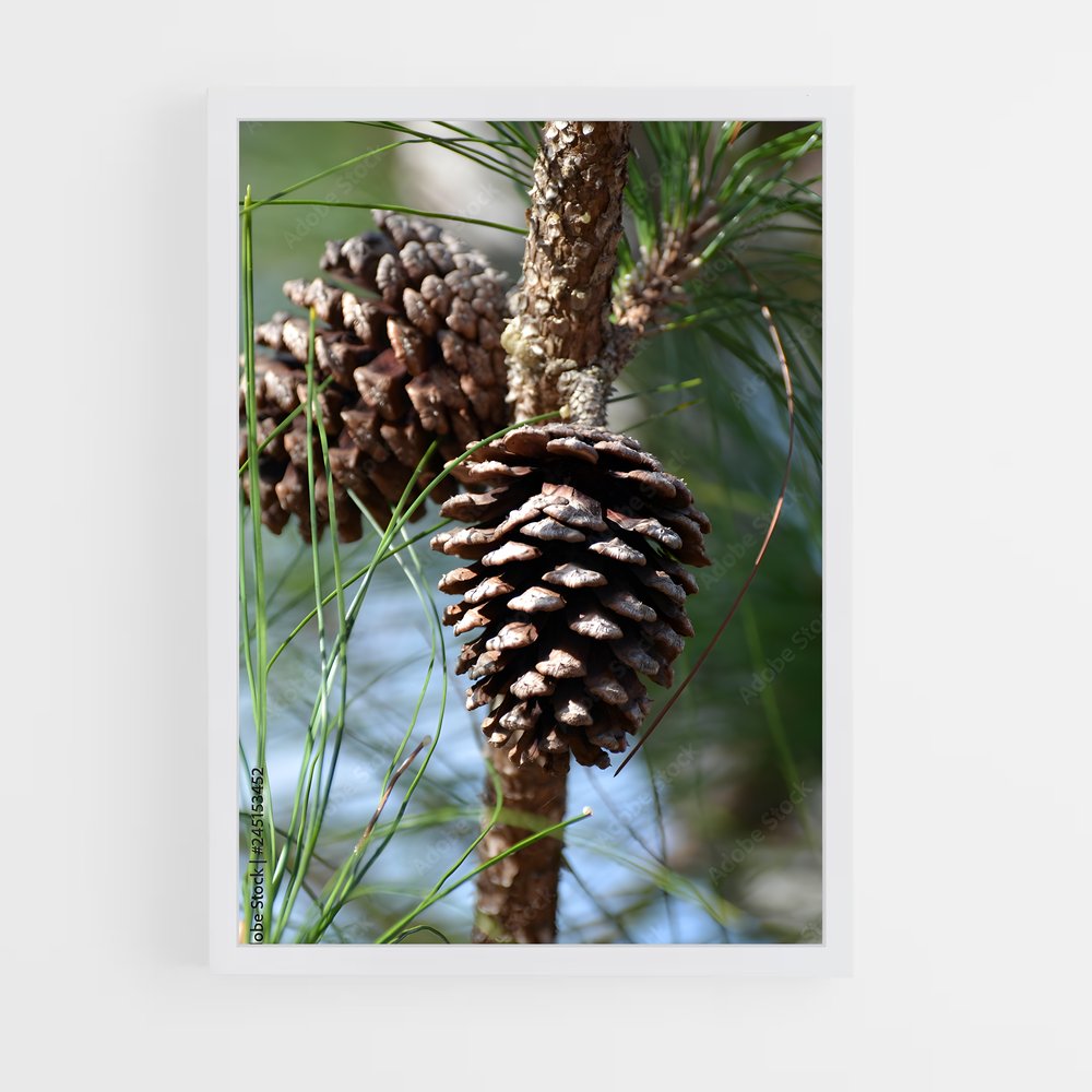 ap-pine-3 cadre Blanc