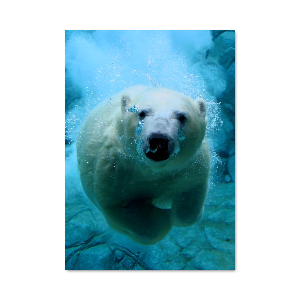 Poster Nageur Arctique