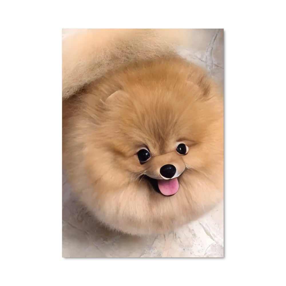 Poster Pomeranian Joyeux