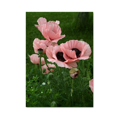 Poster Pétales de Poppy