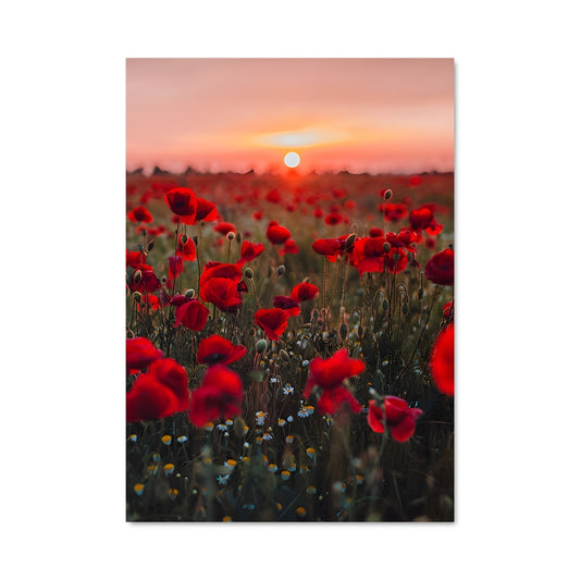 Poster Souffle de Coquelicot