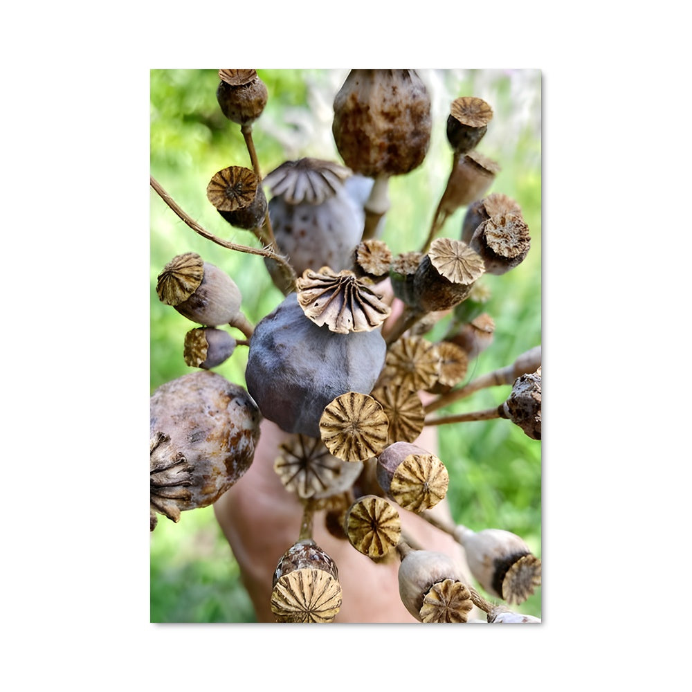 Poster Fleurs de Souvenir