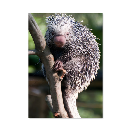 Poster Porc-épic en Fête