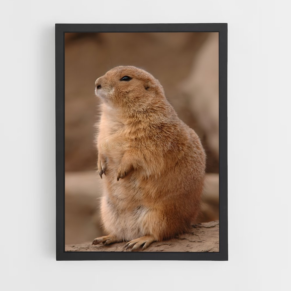 ap-prairie dog-1 cadre Noir