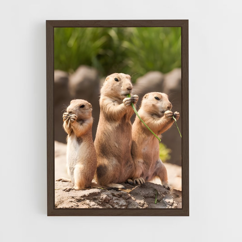 ap-prairie dog-2 cadre Bois foncé