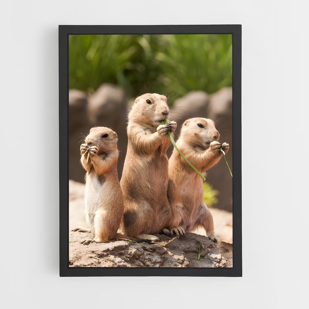 ap-prairie dog-2 cadre Noir