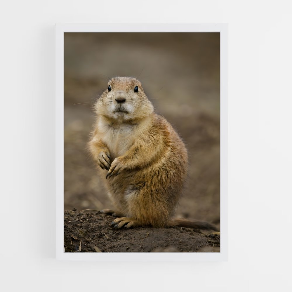 ap-prairie dog-4 cadre Blanc
