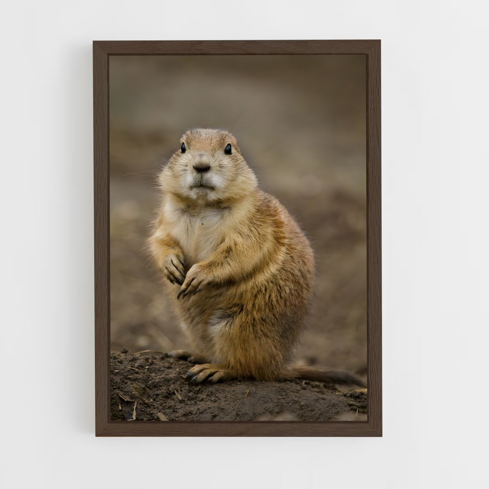 ap-prairie dog-4 cadre Bois foncé