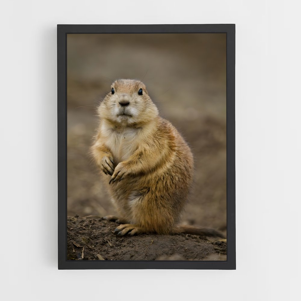 ap-prairie dog-4 cadre Noir