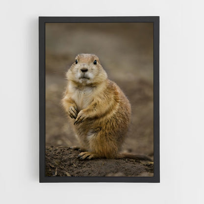 ap-prairie dog-4 cadre Noir
