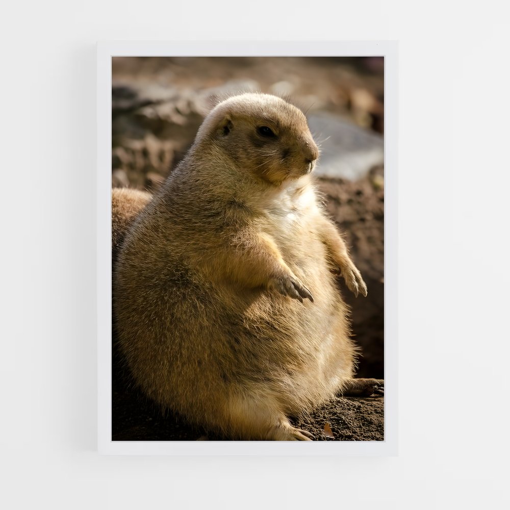 ap-prairie dog-6 cadre Blanc