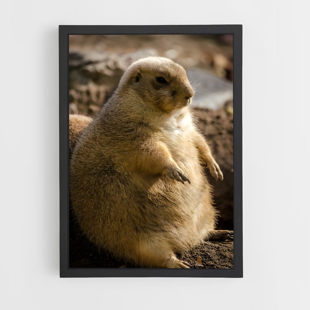 ap-prairie dog-6 cadre Noir