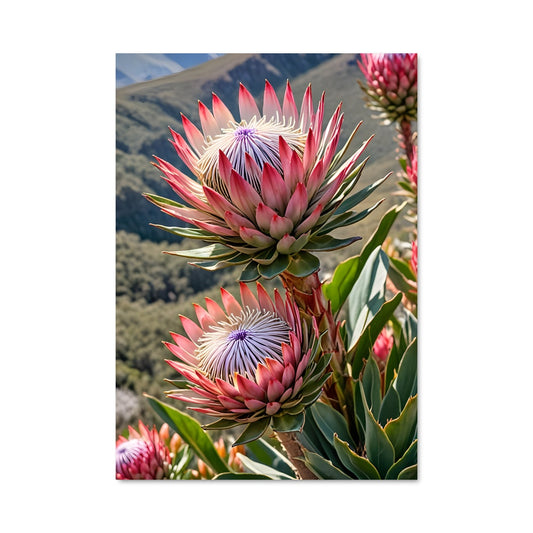 Poster Protéa Éthérée