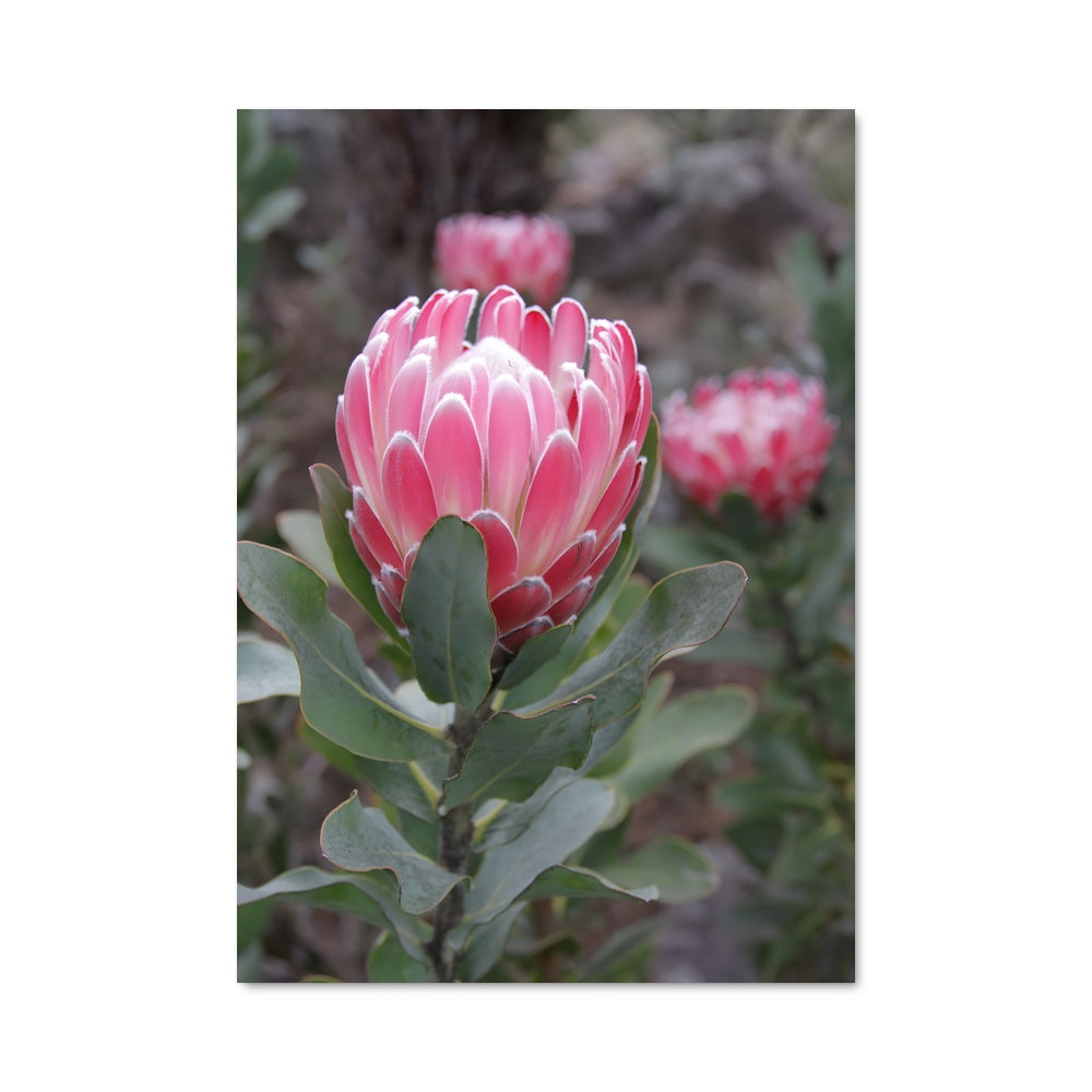 Poster Protea 96706