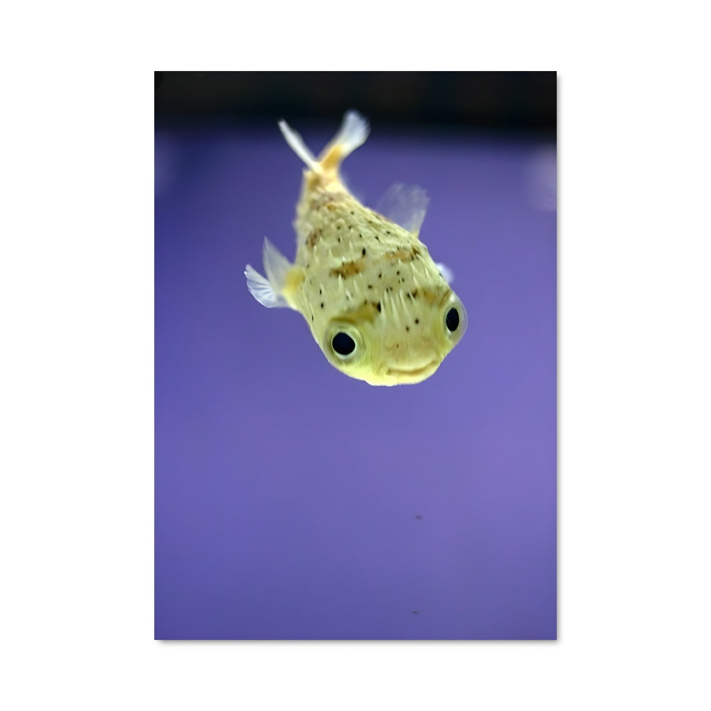 Poster Poisson Pompom