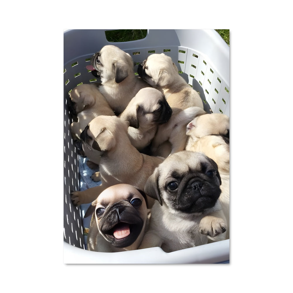 Poster Panier de Pugs