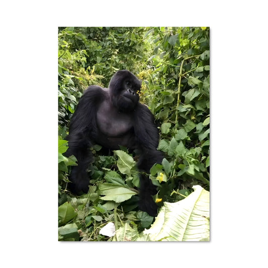 Poster La Jungle Royale