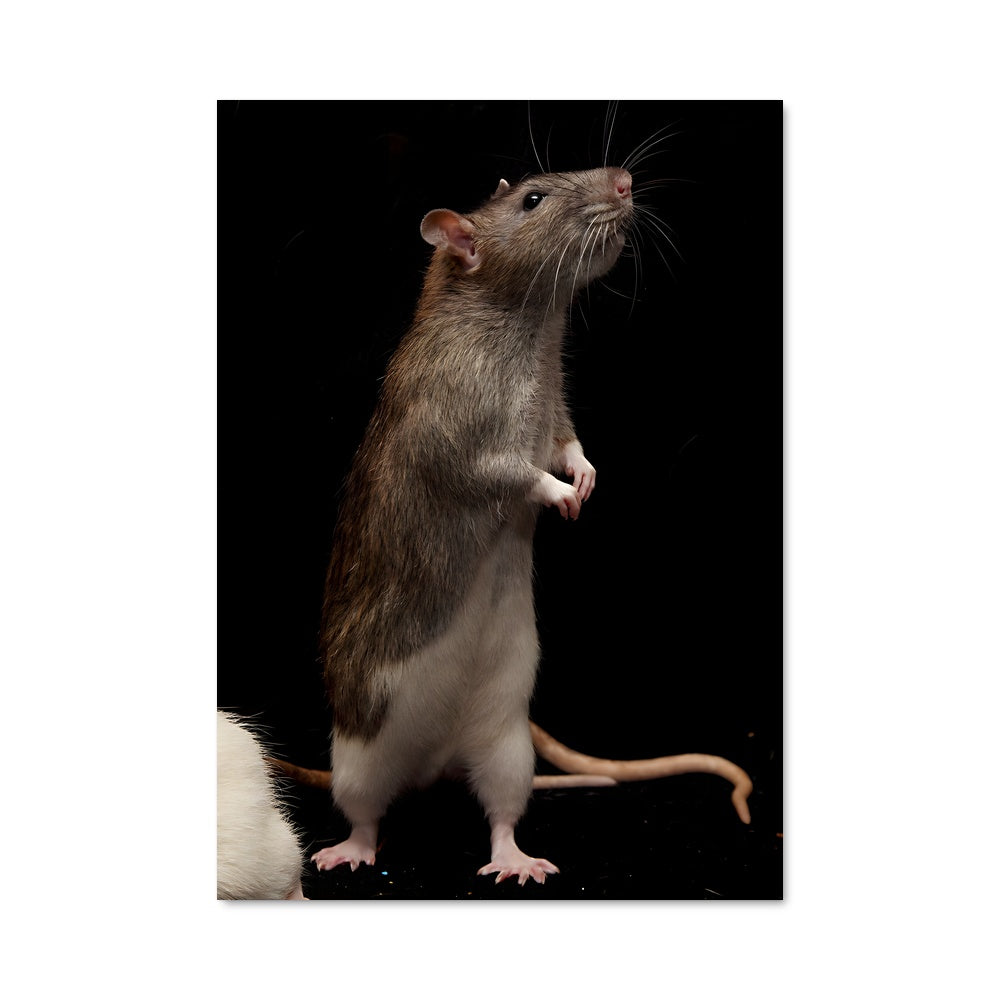 Poster Les Rats Équilibristes