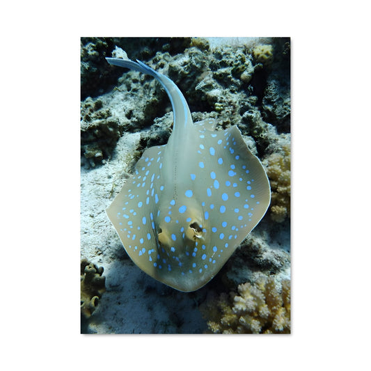 Poster L'Éclat du Récif