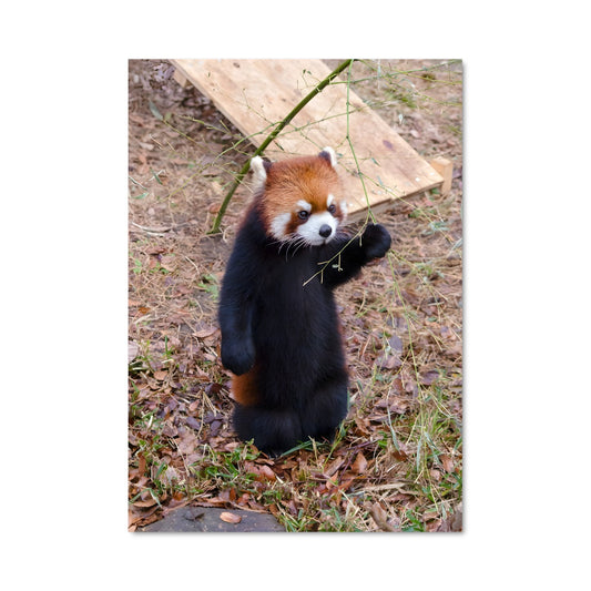 Poster Le Petit Panda Rouge