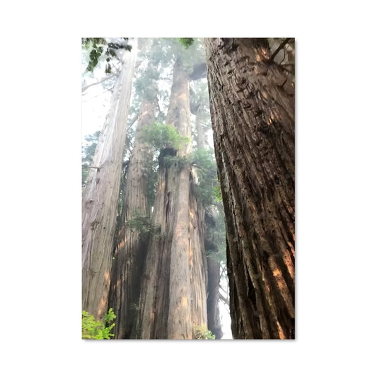 Poster La Majesté des Séquoias