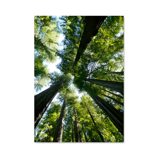 Poster Forêt Enchanteresse