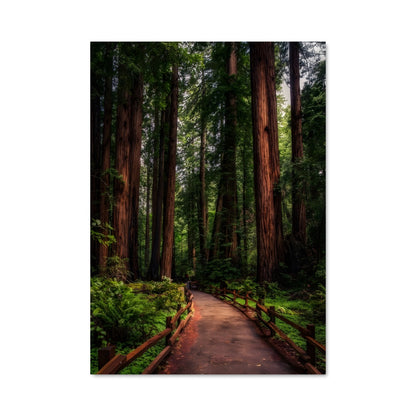 Poster Redwood forest 94996
