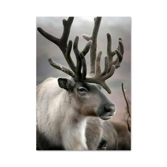 Poster Renne Antantique