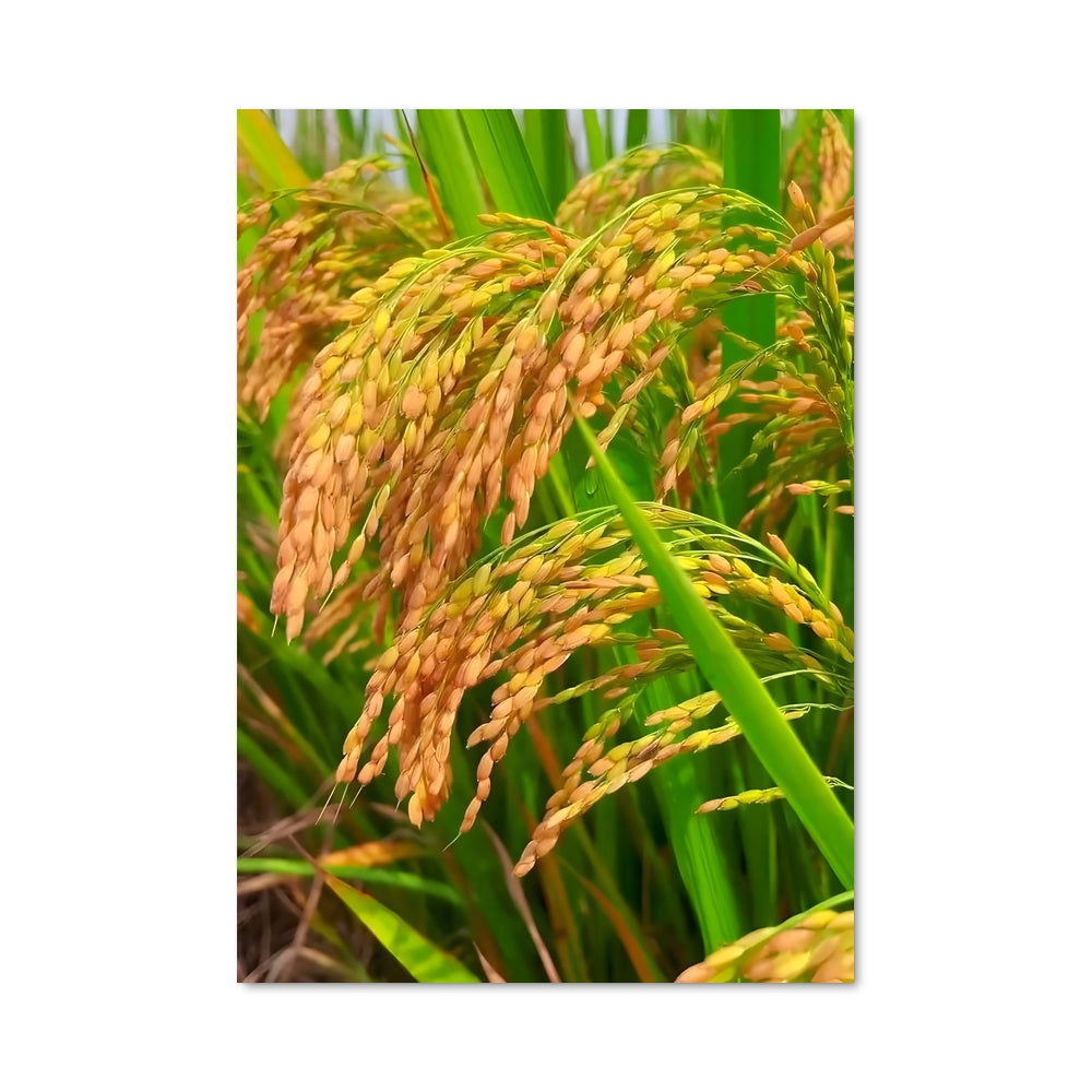 Poster Champs de Riz