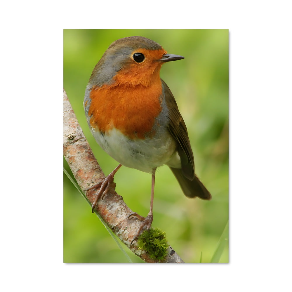 Poster Le Rouge-Gorge Enchanteur