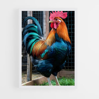 ap-rooster-1 cadre Blanc