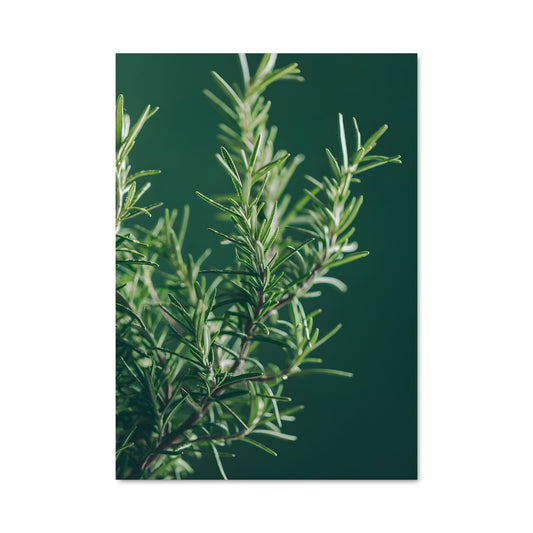 Poster Essence de Romarin