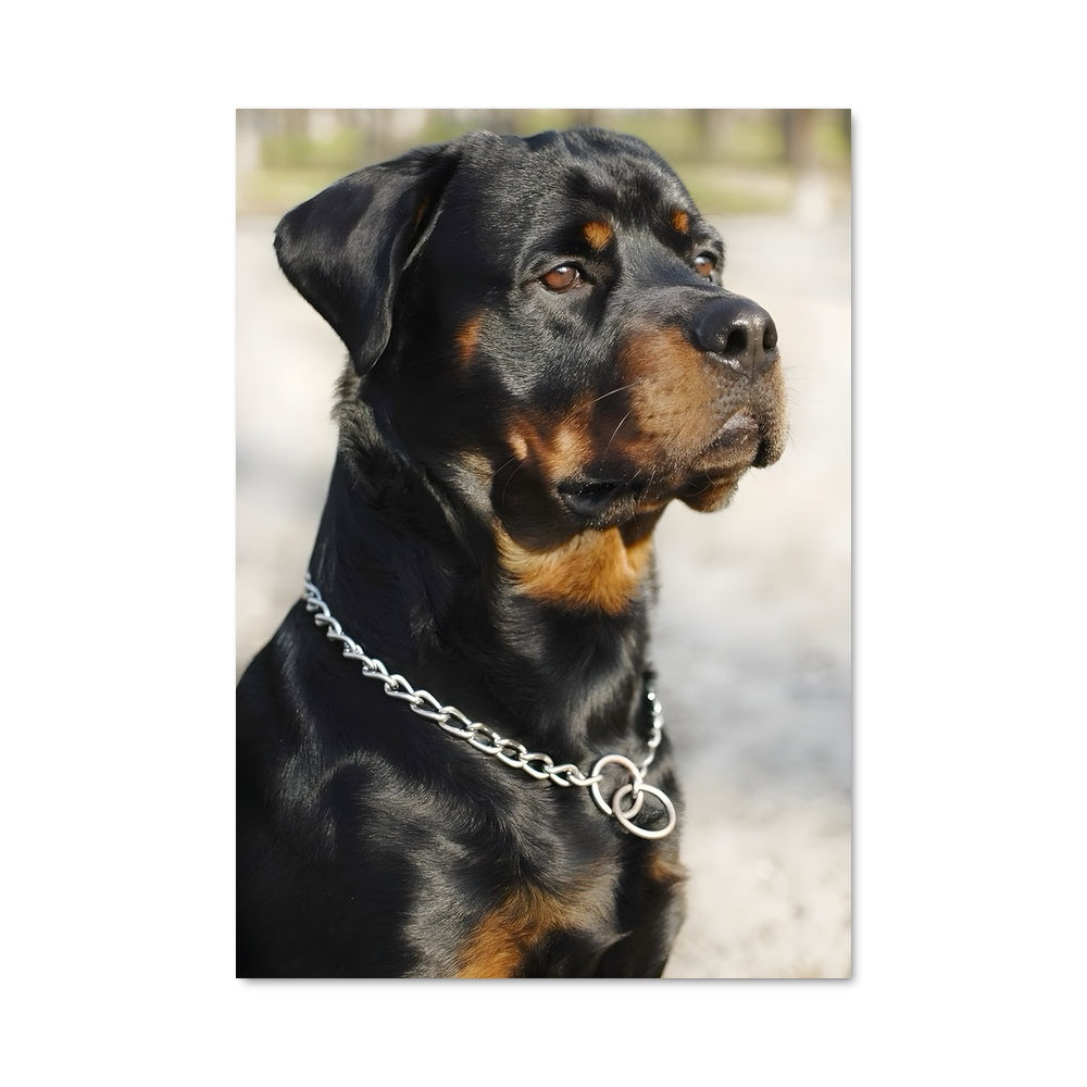 Poster Force du Rottweiler