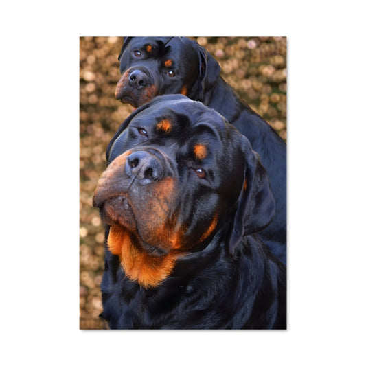 Poster Rottweiler Fier et Loyal