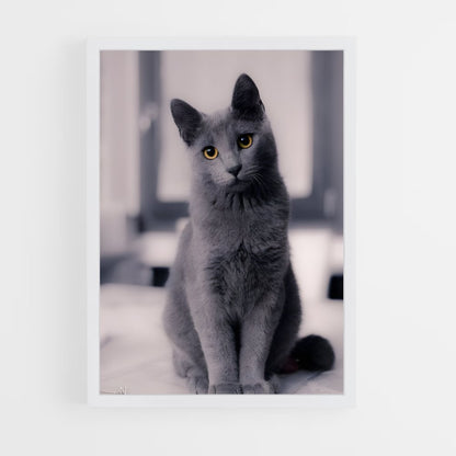 ap-russian blue-1 cadre Blanc