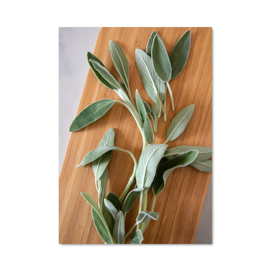 Poster Feuilles de Sauge