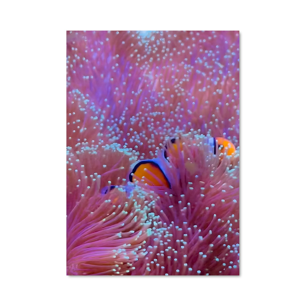 Poster Clownfish Paradise