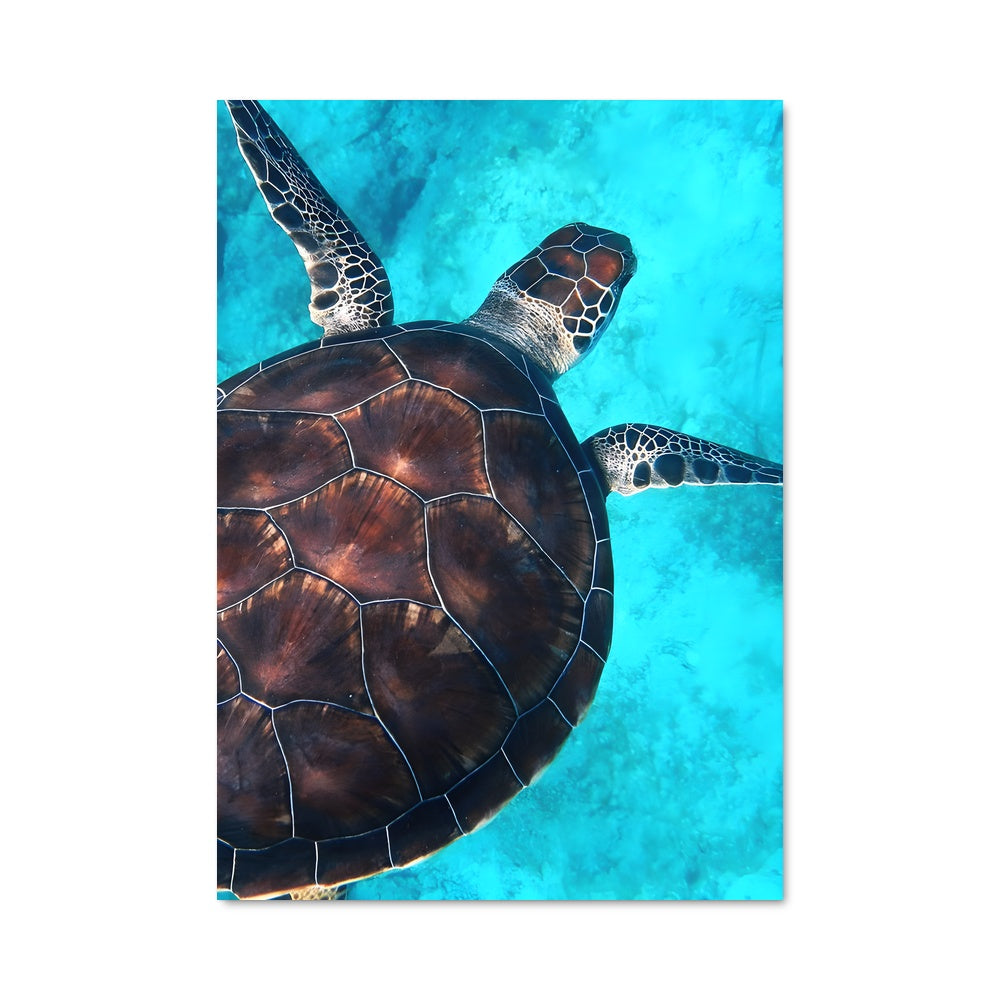 Poster Sea turtle 84320