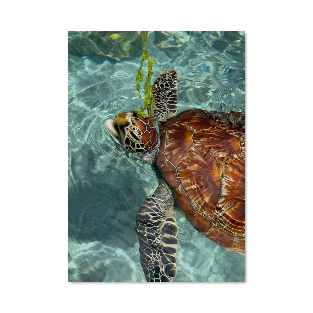 Poster Sea turtle 84311