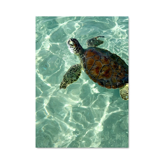 Poster Sea turtle 84306