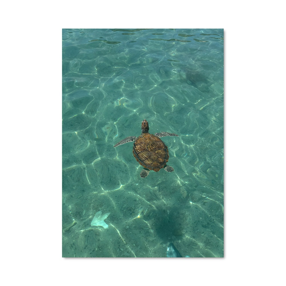 Poster Sea turtle 84309
