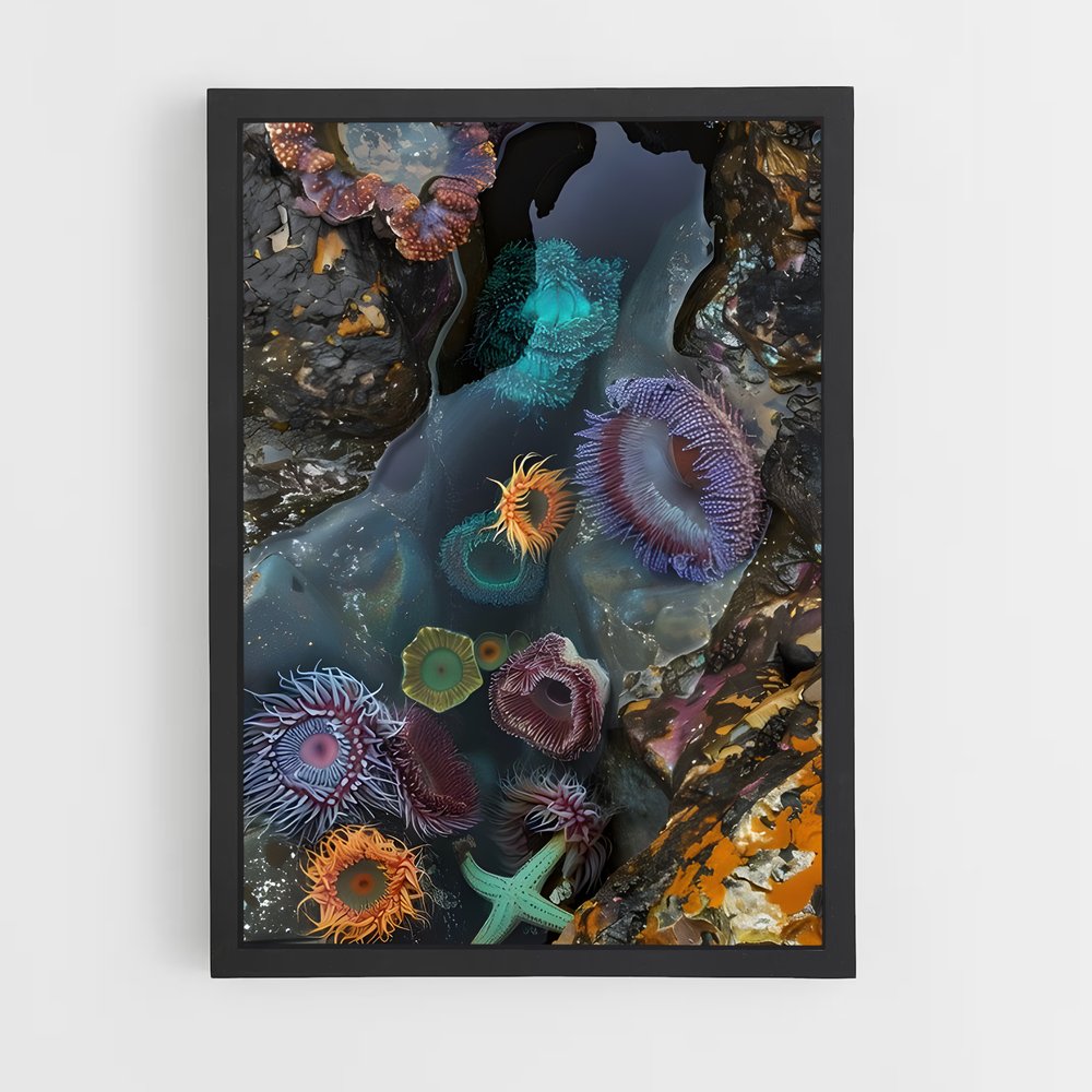 ap-sea anemone-2 cadre Noir