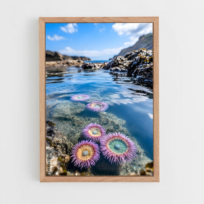 ap-sea anemone-3 cadre Bois clair